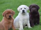 Bildschöne Labrador Welpen mit Papieren.