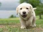 Bildschöne Labrador Welpen mit Papieren.