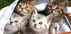 4 Traumhafte Bengal Katzenbabys von Zucht suchen neue Heimat