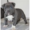 Reinrassige American Pitbull