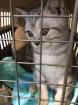 Britisch Kurzhaar Kitten mit Stammbaum