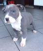 Wunderschöne Blueline Staffordshire Terrier Welpen