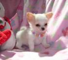 SUPER Chihuahua Welpen in Kurzhaar