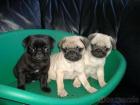 Mops Welpen 10 Wochen alt entwurmt