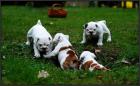 Qualität englisch bulldogge Welpen mit FCI Stambaum
