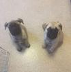 Atemberaubende Bullmastiff Welpen