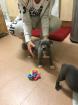 Erstaunliche blaue Staffordshire-Bullterrier-Welpen