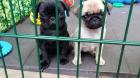 Gesunde und zauberhafte Mops welpen PDE-frei FCI