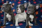 FRANZÖSISCHE BULLDOGGEN WELPEN GECHIPT ENTWURMT GEIMPFT