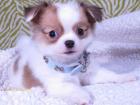 SUPER Chihuahua Welpen in Kurzhaar VDH/FCI. Klasse statt Masse