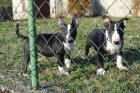 Miniature Bullterrier welpen pll clear Rüden / Hündinnen