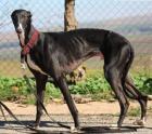 Moises Galgo geb 6/2015 katzenverträglich gechipt geimpft kastriert auf Pfleg
