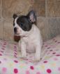 Wunderschöne mini French Bulldog Welpen sind noch frei mit Ahnentafel