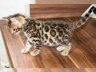 Reinrassige Bengal Katzen Kitten mit Stammbaum.
