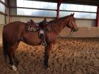 Großer lieber Quarter Horse Wallach zu verkaufen