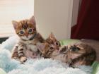 Zwei sehr schöne Bengalkitten ein Kätzchen und ein Katerchen