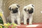 Mini Mops Welpen Mädchen und Rüden