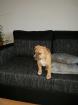 American staffordshire