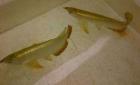 Qualität Arowana Fische jetzt verfügbar