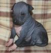 Schöne American hairless terrier Welpen VertraglichPreis