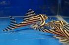 Nettes L046 Zebra pleco