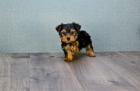 Yorkshire Terrier Welpen mit Papieren