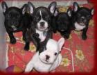 Französische Bulldoggen Welpen mit Ahnentafel -deutsche Zucht-Whatsapp 491514