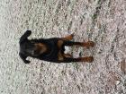 Beauceron weiblich geb. Mai 2022