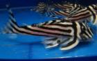 Beste Qualität L046 Zebra pleco