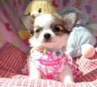 Wunderschöne Chihuahua Welpen mit Papieren.