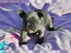 Wunderschöne Französische Bulldoggen Blue / Blue red fawn