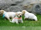 Abgabebereit Labrador Welpen mit Papieren