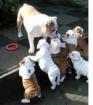 Englisch Bulldogge Welpen mit Stammbaum