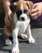 Dreifarbige Boxer Welpen