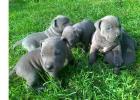 Reinrassige American Pitbull Blueliner Welpen. Whatsapp 4915145672158