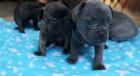 Französische Bulldogge Welpen Blau Rüde