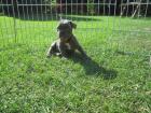 Süße Französische Bulldogge Welpe