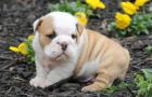 Englische Bulldogge Eb Welpe Englishe Bulldogge Welpen
