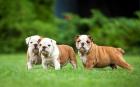 Englische Bulldogge 11 Wochen alt