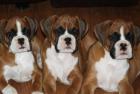 Wunderschöne Boxerwelpen suchen ein nettes zu Hause