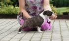 Miniature-Bullterrier Welpen extra Auslesegesundheitszucht nur in allerbeste Hän