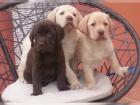 Bildschöne Labradorwelpen 12 Wochen suchen ein neues Zuhause.