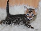 Reinrassige gut sozialisierte Bengalkitten mit Papieren