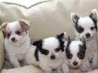 Chihuahua Welpen