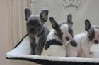 FRANZÖSISCHE BULLDOGGEN WELPEN GECHIPT ENTWURMT GEIMPFT