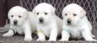 Schöne Labrador Welpen - reinrassige Doppel Pedigree - weiblich männlich