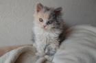 Selkirk Rex