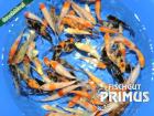 40 Koi Valentino Top AAA Koi-Mix - 6-10 cm