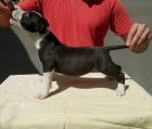 Wir haben derzeit wunderschöne American Staffordshire Terrier Welpen