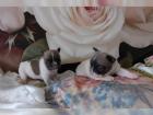 Französische Bulldoggen Welpen mit Ahnentafel